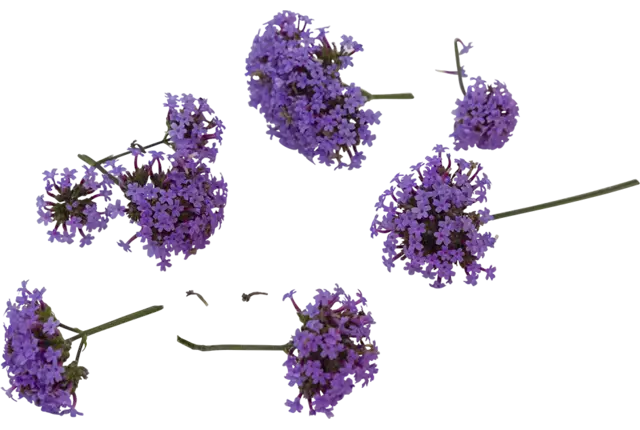 Eetbare bloem ijzerhard 8st